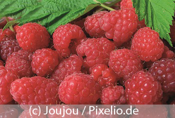 Ein Bild von Himbeeren
