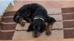 Kito
